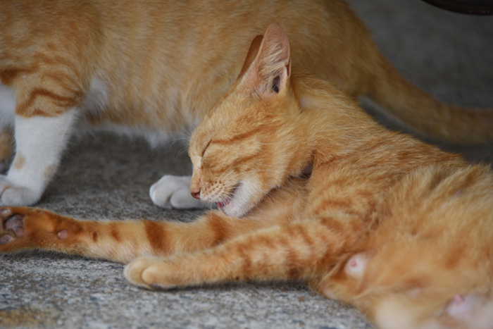 福岡の猫島「相島」（あいのしま）の猫写真アップ！_e0171573_16184389.jpg