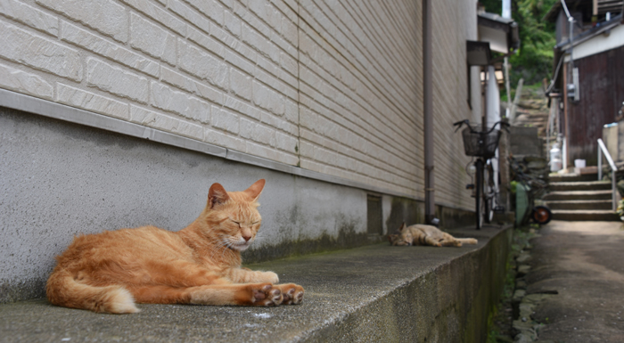 福岡の猫島「相島」（あいのしま）の猫写真アップ！_e0171573_16184795.jpg