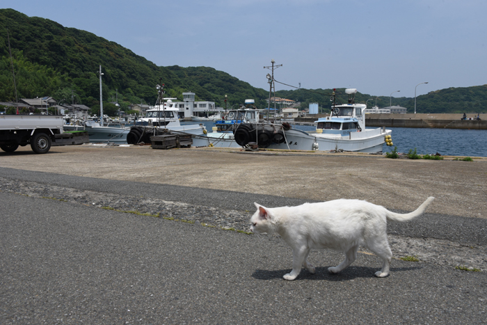 福岡の猫島「相島」（あいのしま）の猫写真アップ！_e0171573_1618481.jpg