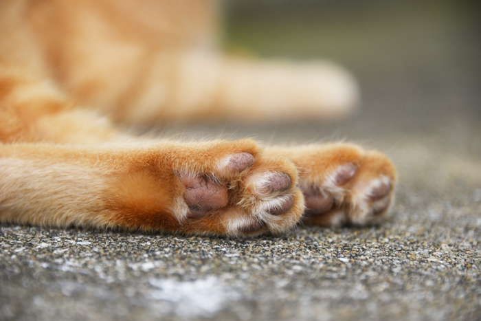 福岡の猫島「相島」(あいのしま)の猫写真アップ!_e0171573_16185314.jpg