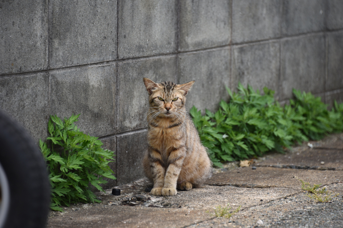 福岡の猫島「相島」（あいのしま）の猫写真アップ！_e0171573_16191393.jpg