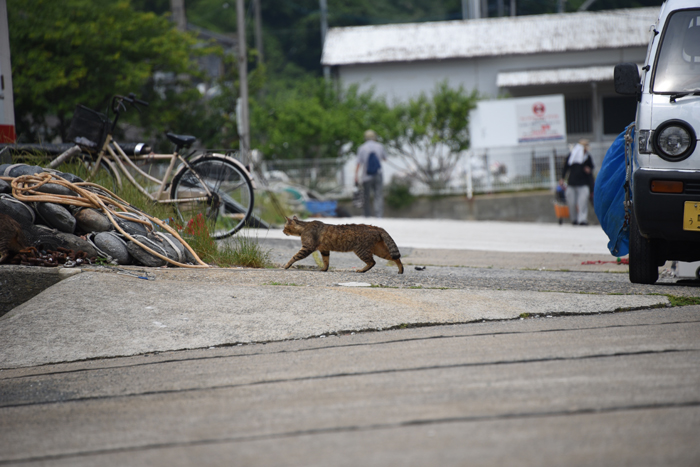 福岡の猫島「相島」（あいのしま）の猫写真アップ！_e0171573_16192685.jpg