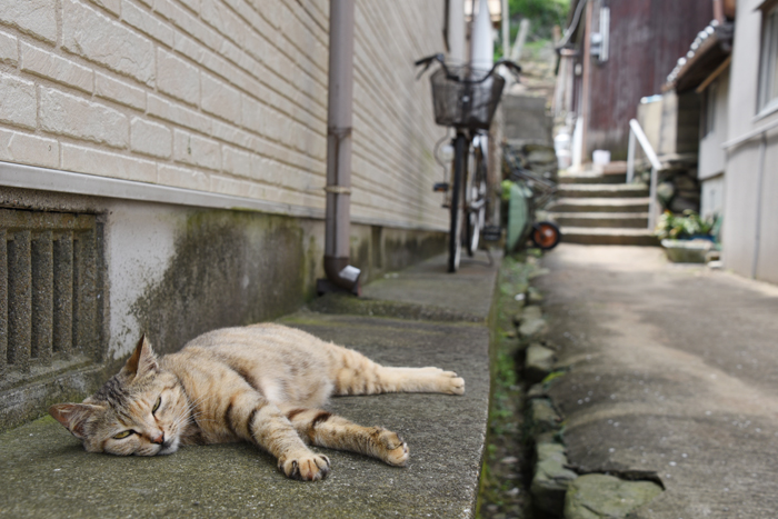 福岡の猫島「相島」（あいのしま）の猫写真アップ！_e0171573_1619284.jpg