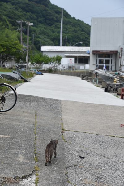福岡の猫島「相島」（あいのしま）の猫写真アップ！_e0171573_161931100.jpg