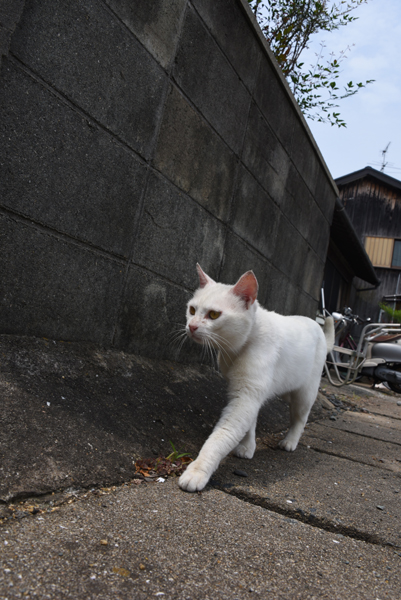 福岡の猫島「相島」（あいのしま）の猫写真アップ！_e0171573_16193926.jpg