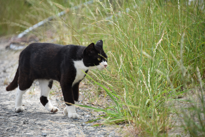 福岡の猫島「相島」（あいのしま）の猫写真アップ！_e0171573_16194436.jpg