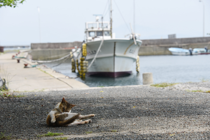 福岡の猫島「相島」（あいのしま）の猫写真アップ！_e0171573_16195454.jpg
