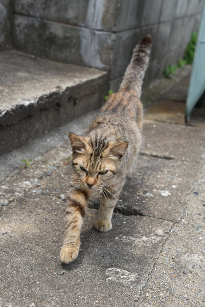 福岡の猫島「相島」（あいのしま）の猫写真アップ！_e0171573_161983.jpg