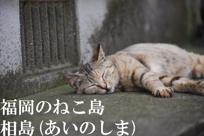 福岡の猫島「相島」（あいのしま）の猫写真アップ！_e0171573_16203100.jpg