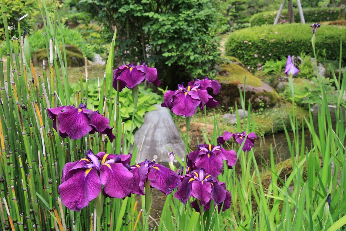 金沢は今日も暑く（熱く）　～ひがし茶屋、兼六園～_a0107574_16110941.jpg