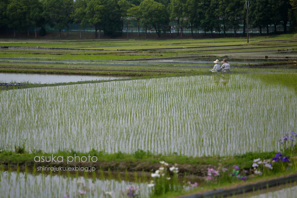 田植えの日　①_a0278377_10135849.jpg