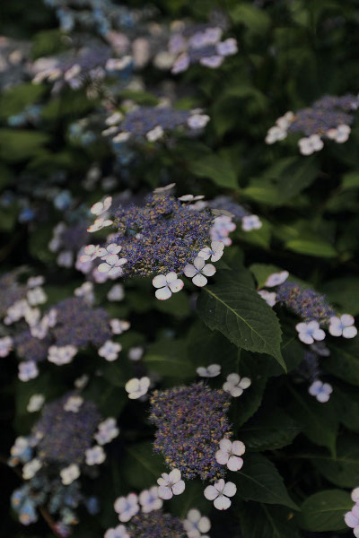 e0051888_39536.jpg