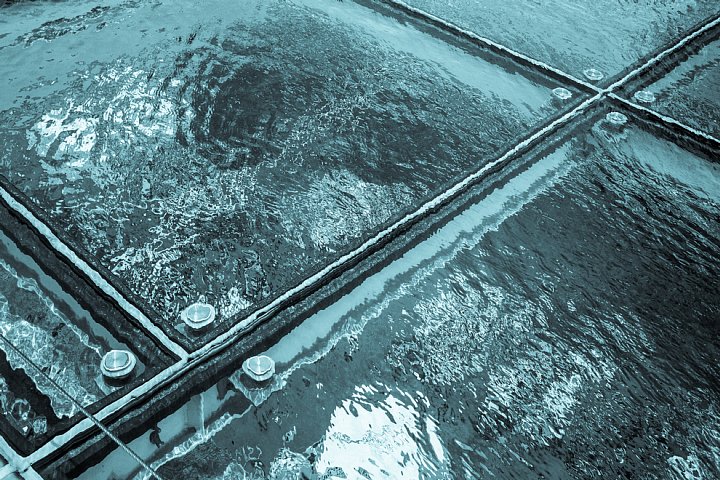 水無月の光蜥蜴が集まる水の宇宙船_d0353489_2105244.jpg