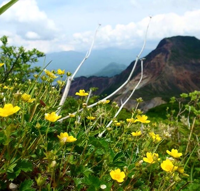 磐梯山【初夏の花 バンダイクワガタ】_a0129492_20060716.jpg