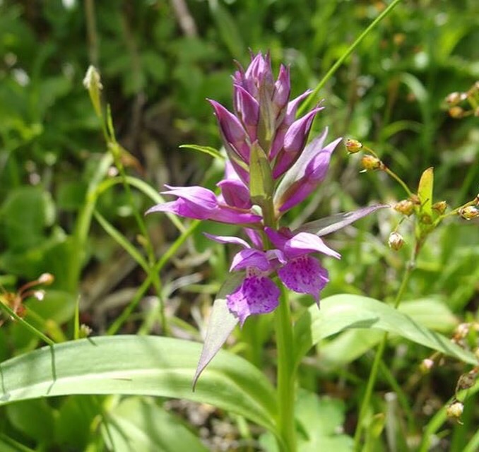 磐梯山【初夏の花 バンダイクワガタ】_a0129492_20183703.jpg