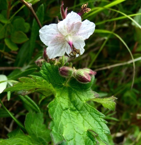 磐梯山【初夏の花 バンダイクワガタ】_a0129492_20194594.jpg