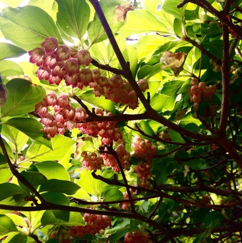 磐梯山【初夏の花 バンダイクワガタ】_a0129492_20224864.jpg