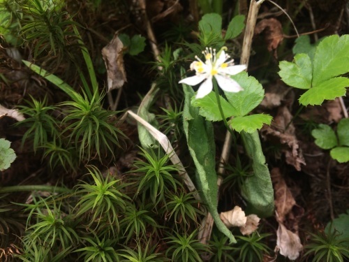 磐梯山【初夏の花 バンダイクワガタ】_a0129492_20242501.jpg