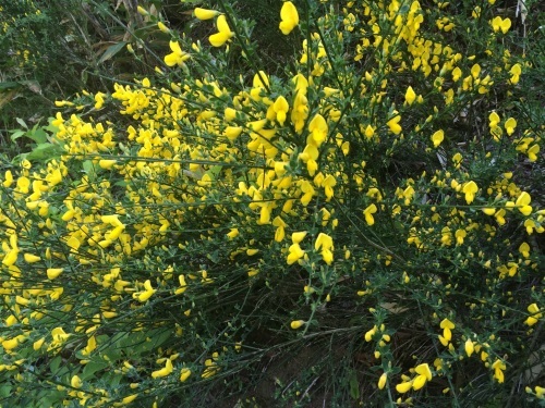 磐梯山【初夏の花 バンダイクワガタ】_a0129492_20383030.jpg