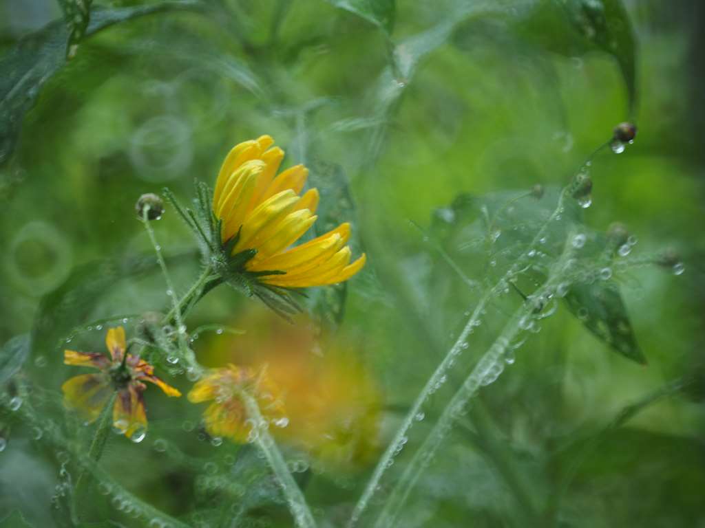 トキナーReflex 300mm F6.3 MF MACRO_f0224100_20524224.jpg