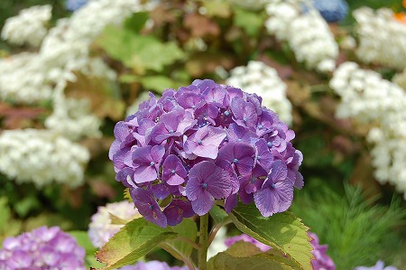 あじさい鑑賞会は大盛況!_d0050503_893683.jpg