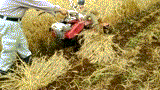 e0270403_1511421.gif