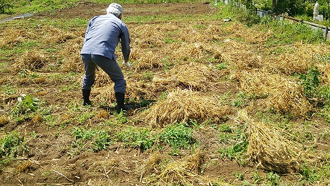 6/11(土)　野菜畑　小麦刈取り/天干、トウモロコシ防獣ネット張り_e0270403_151346.jpg