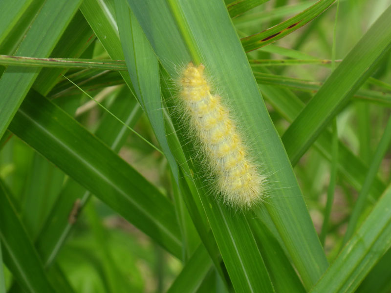 ススキの葉に数匹の黄色いケムシがいました 昆虫ブログ むし探検広場 ススキの葉に数匹の黄色いケムシがいました 昆虫ブログ むし探検広場