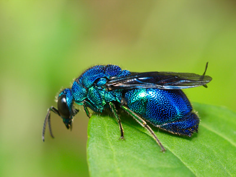クロバネセイボウ　３５ミリ クロバネセイボウ 35ミリ