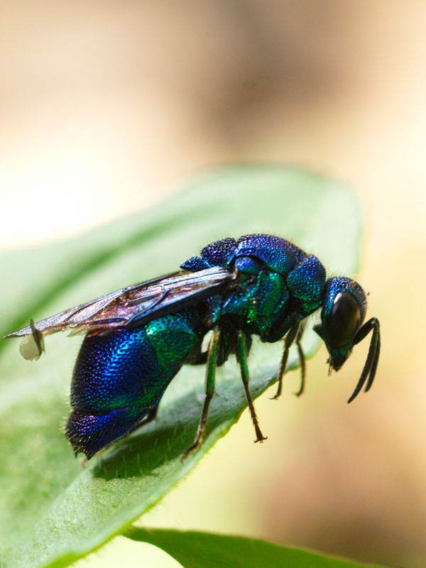 ついに出会うことができました : 昆虫ブログ むし探検広場