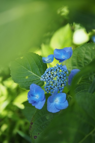 2016　我が家の紫陽花便り　その3_a0213011_9285479.jpg