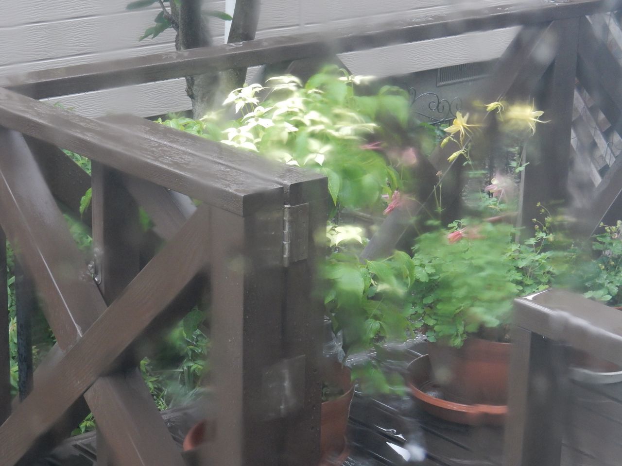 東北が梅雨入りなら北海道もエゾ梅雨入り_c0025115_22015357.jpg
