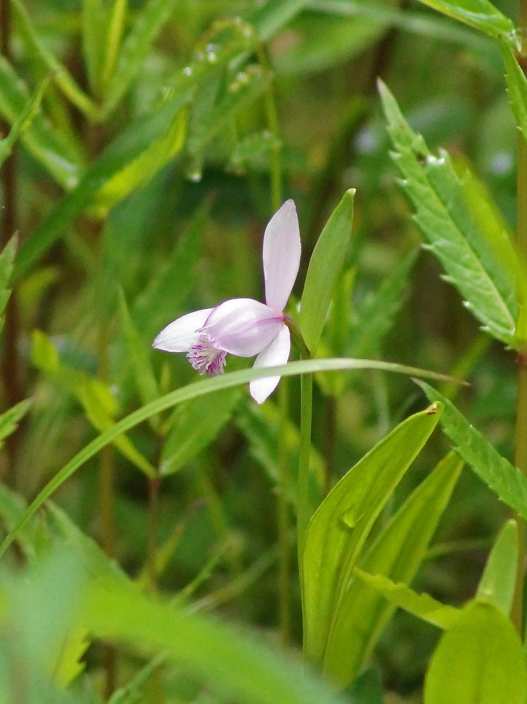 トキソウとバイカツツジ_c0042418_7374644.jpg