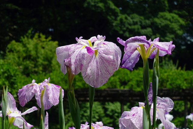 花菖蒲　小石川後楽園_a0105819_954171.jpg