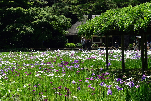 花菖蒲　小石川後楽園_a0105819_956068.jpg