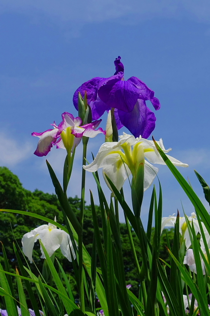 花菖蒲　小石川後楽園_a0105819_9585350.jpg