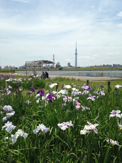 葛飾区堀切菖蒲園より堀切水辺公園_c0330422_15111840.jpeg