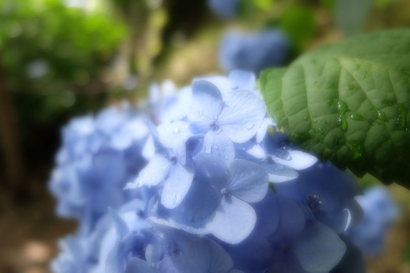 高幡不動の紫陽花と昭和記念公園の花菖蒲_e0123825_00404071.jpg