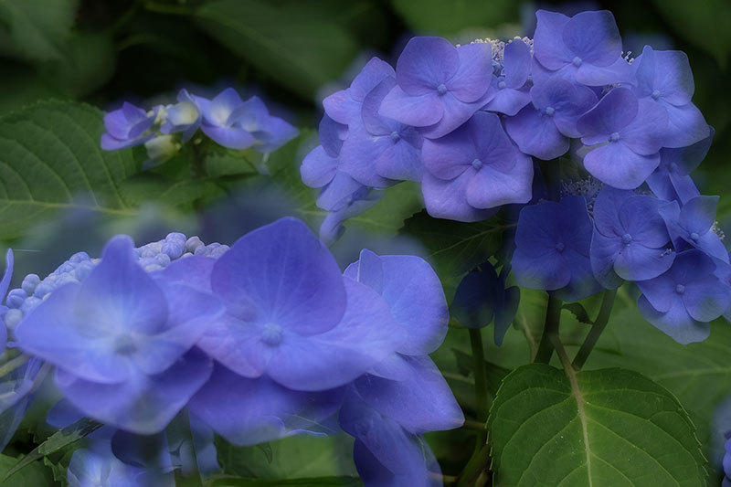 高幡不動の紫陽花と昭和記念公園の花菖蒲_e0123825_00410244.jpg