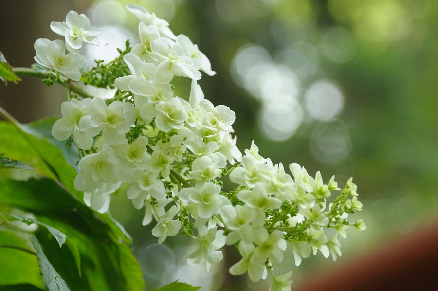 思い出の花と花のある風景－１_b0230131_923752.jpg