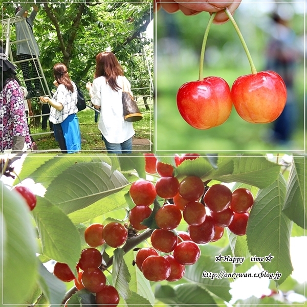 鮭フレーク三つ葉のおむすび弁当と山梨さくらんぼ狩り♪_f0348032_18430364.jpg