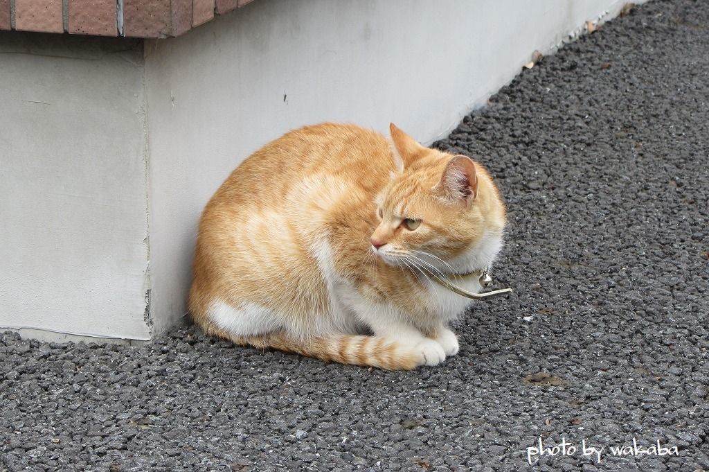 猫たちの立場!(^^)!_e0052135_16313595.jpg