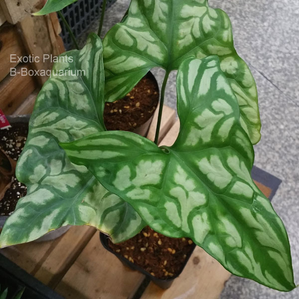 珍ヤシなど色々な草入荷 ビーボックスアクアリウム ビバリウム 熱帯植物情報 珍ヤシなど色々な草入荷 ビーボックスアクアリウム ビバリウム 熱帯植物情報