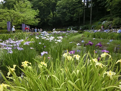 薬師池公園　花菖蒲_b0120541_14231445.jpg