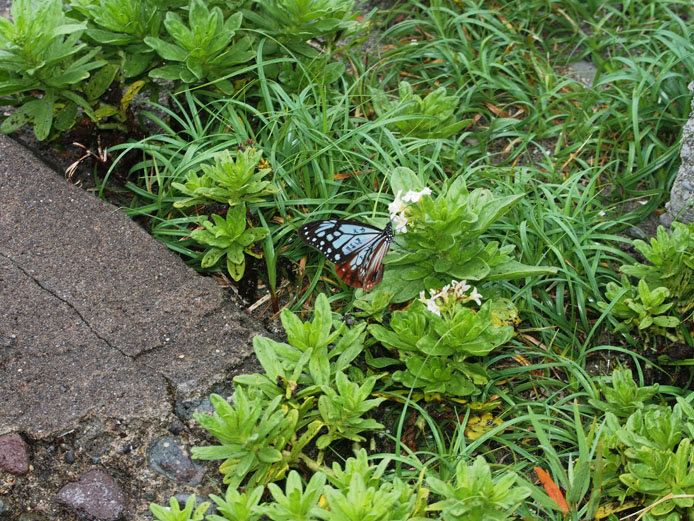 「スナビキソウ」とご対面～_d0149245_22233410.jpg