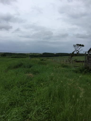 ハーブをいただく_e0104046_18302329.jpeg