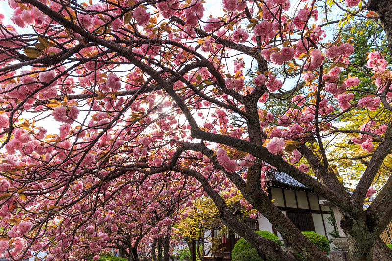 京の桜2016・八重桜咲く（本満寺・同志社大学）_f0155048_23341280.jpg