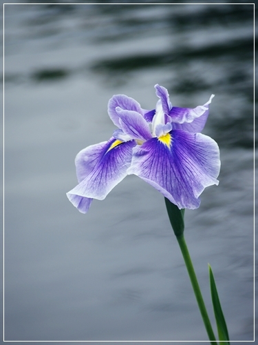 小田原フラワーガーデンの花菖蒲_d0013149_23335651.jpg