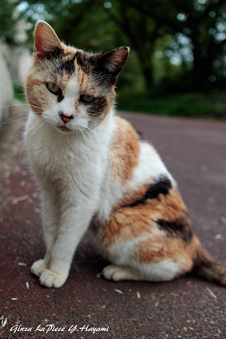 猫のいる風景　近所の三毛ちゃん_b0133053_0162271.jpg