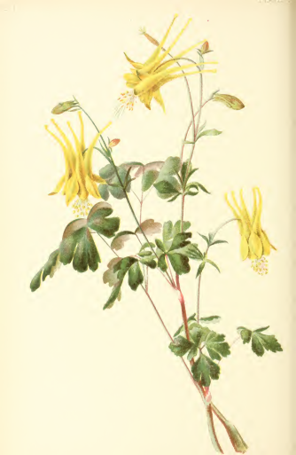 Wild Columbine北米春の花 絵画におけるシンボリズム_a0190056_32590.png